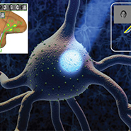 Neural Circuits for Intelligence