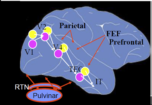 Top-down Control of Attention
