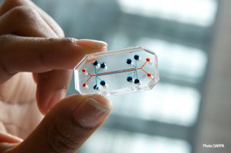 Lung-on-a-chip, a product of Convergence research, quickly screens drugs for effectiveness and safety.