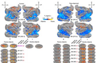 Seeing faces is necessary for face-domain formation [Nature]