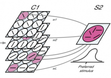 Computational Aspects of Biological Learning Computational Aspects of Biological Learning