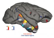 Visual-object processing culminates in inferior temporal cortex (IT)