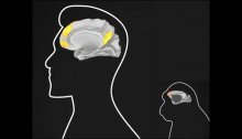 human and monkey brain comparison