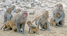 Photo of Rhesus macaque monkeys by Amada44