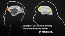 Scientists just found a defining feature of the human brain in monkeys.