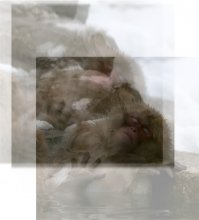 Graphic image with a photo of a monkey