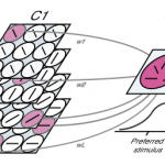 Computational Aspects of Biological Learning Computational Aspects of Biological Learning