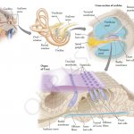biological drawing of inner ear