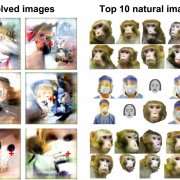   IMAGE: This figure shows natural images (right) and images evolved by neurons in the inferotemporal cortex of a monkey (left). Credit: Ponce, Xiao, and Schade et al./Cell