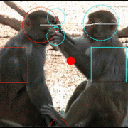 Social interactions of monkeys