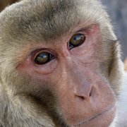 photo of monkey