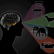 MIT researchers have found that the part of the visual cortex known as the inferotemporal (IT) cortex is required to distinguish between different objects.  Image: Chelsea Turner, MIT