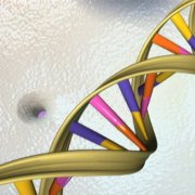 A DNA double helix is seen in an artist's illustration released by the National Human Genome Research Institute. (Handout/Reuters)