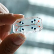 Lung-on-a-chip, a product of Convergence research, quickly screens drugs for effectiveness and safety.