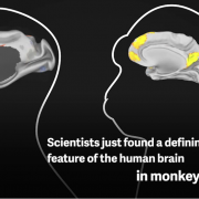 Scientists just found a defining feature of the human brain in monkeys.