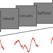 Investigating neural signals underlying language processing in the human brain