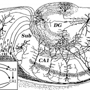 Cajal Hippocampus
