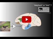 Embedded thumbnail for Fast Recurrent Processing via Ventrolateral Prefrontal Cortex Is Needed by the Primate Ventral Stream for Robust Core Visual Object Recognition [video]