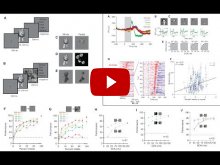 Embedded thumbnail for Recurrent computations for visual pattern completion (publication release video)