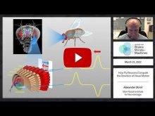 Embedded thumbnail for How fly neurons compute the direction of visual motion