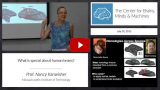 Embedded thumbnail for What&amp;#039;s special about human brains? (14:48)
